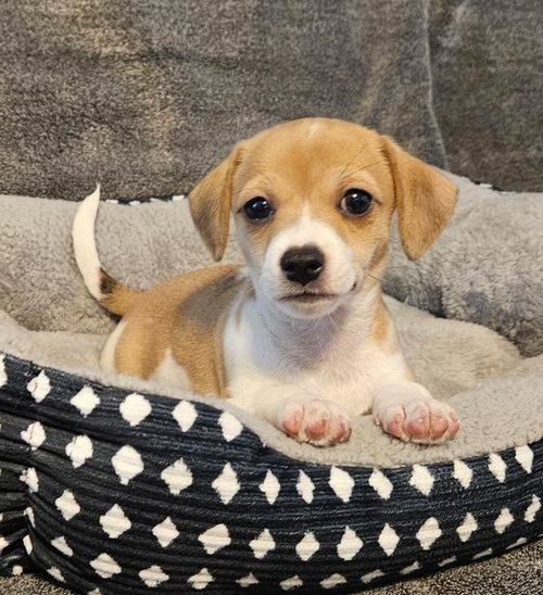 Puppy Peanut Boy - Las Vegas — thumbnail 5