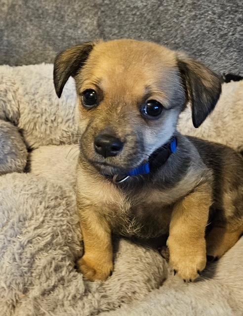 Puppy Mookie Boy  -  Las Vegas Image