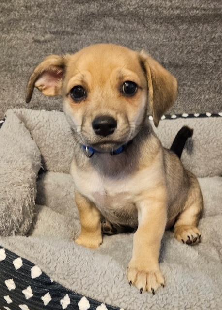 Puppy Mookie Boy  -  Las Vegas Image
