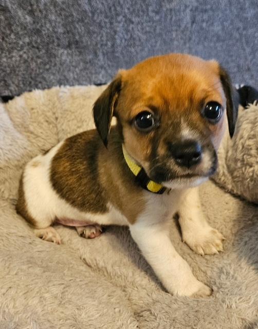Puppy Buddy Boy  -  Las Vegas Image