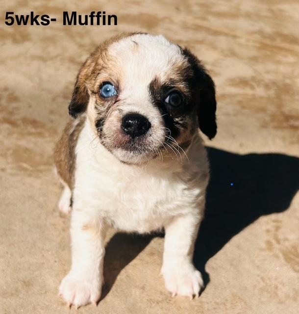 Puppy Muffin Girl  -  So Ca Image