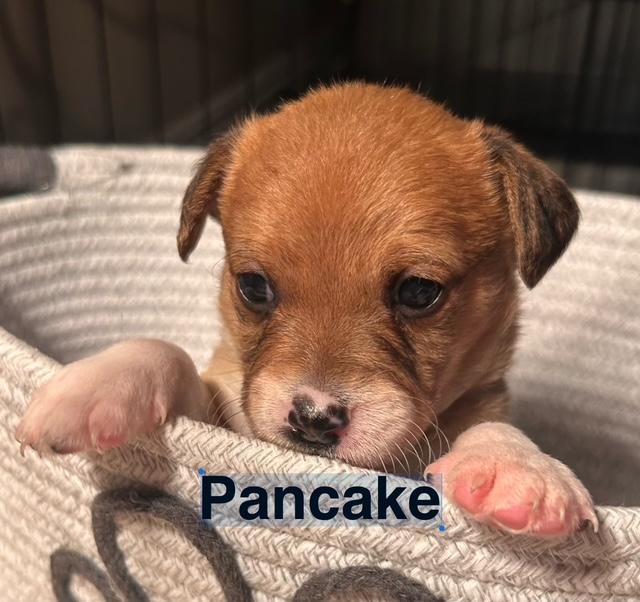 Puppy Pancake Boy  -  So Ca Image