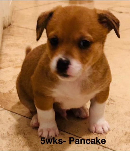 Puppy Pancake Boy - So Ca — thumbnail 7