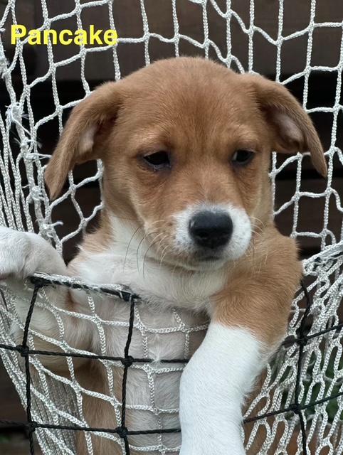 Puppy Pancake Boy - So Ca — thumbnail 4