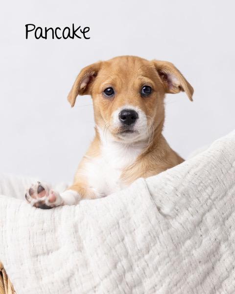 Puppy Pancake Boy - So Ca — thumbnail 5