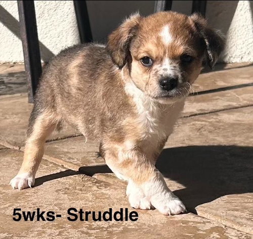 Puppy Strudel Boy - So Ca — thumbnail 8