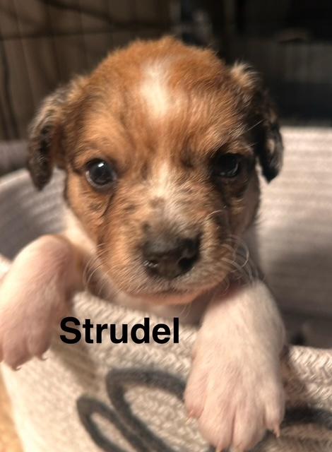 Puppy Strudel Boy  -  So Ca Image