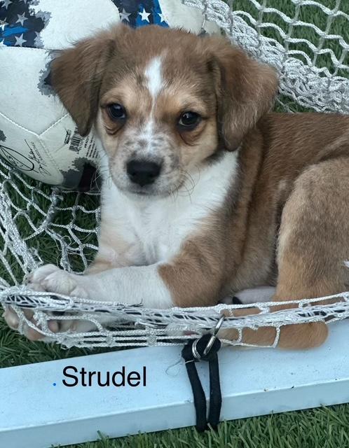 Puppy Strudel Boy - So Ca — thumbnail 6