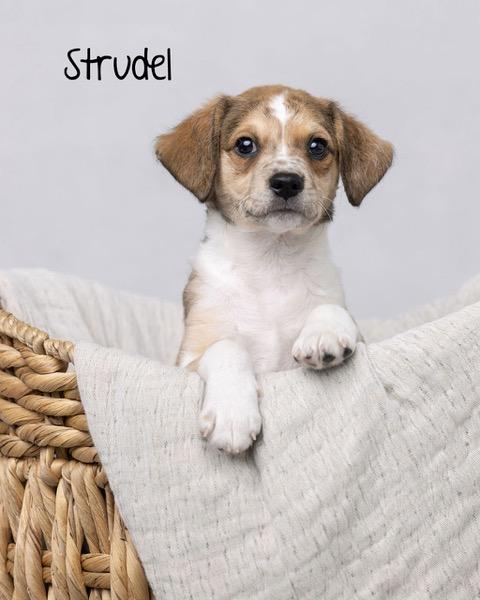 Puppy Strudel Boy - So Ca — thumbnail 5