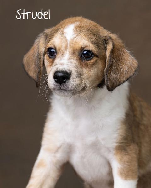 Puppy Strudel Boy - So Ca — thumbnail 4