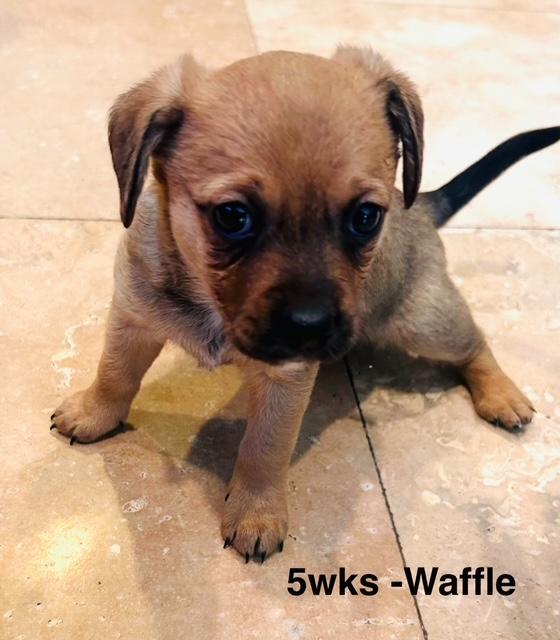Puppy Waffle Girl  -  So Ca Image