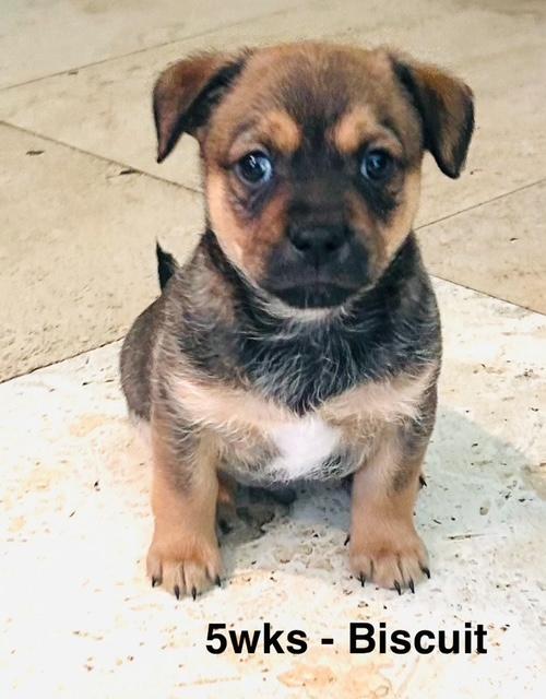 Puppy Biscuit Boy - So Ca — thumbnail 6