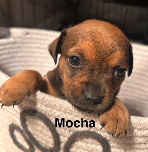 Puppy Biscuit Boy - So Ca — thumbnail 7