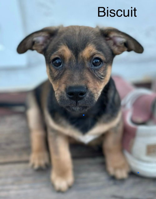 Puppy Biscuit Boy - So Ca — thumbnail 5
