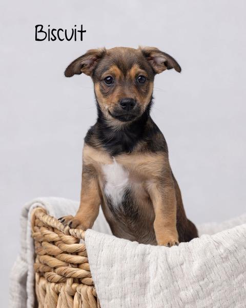 Puppy Biscuit Boy  -  So Ca Image