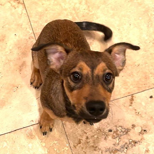 Puppy Biscuit Boy  -  So Ca, an adoptable Dachshund in Los Angeles, CA