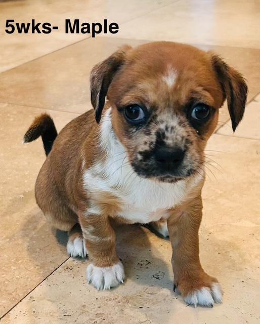 Puppy Maple Girl  -  So Ca Image