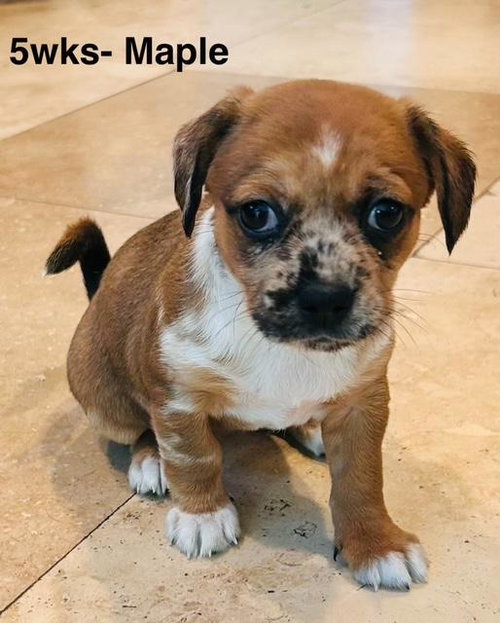 Puppy Maple Girl - So Ca — thumbnail 7