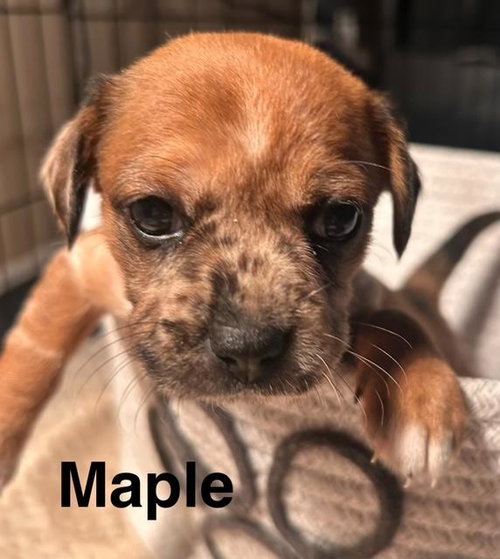 Puppy Maple Girl - So Ca — thumbnail 8