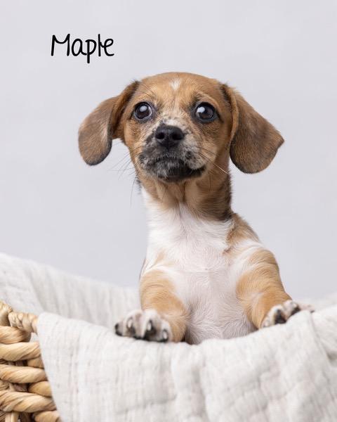 Puppy Maple Girl - So Ca — thumbnail 4