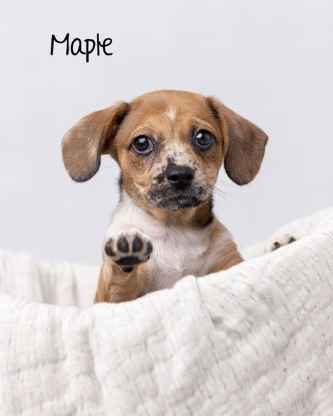 Puppy Maple Girl - So Ca — thumbnail 5