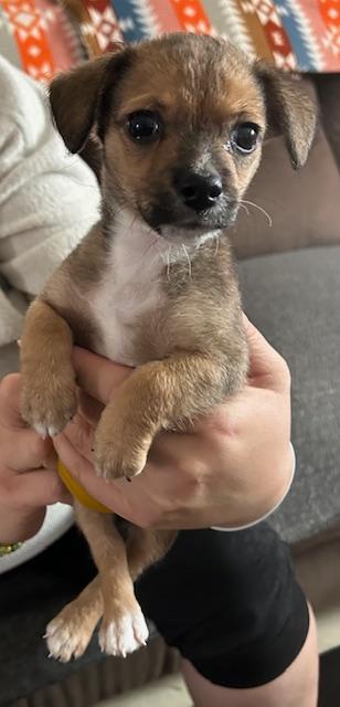Puppy Arlo  -  Fresno Image