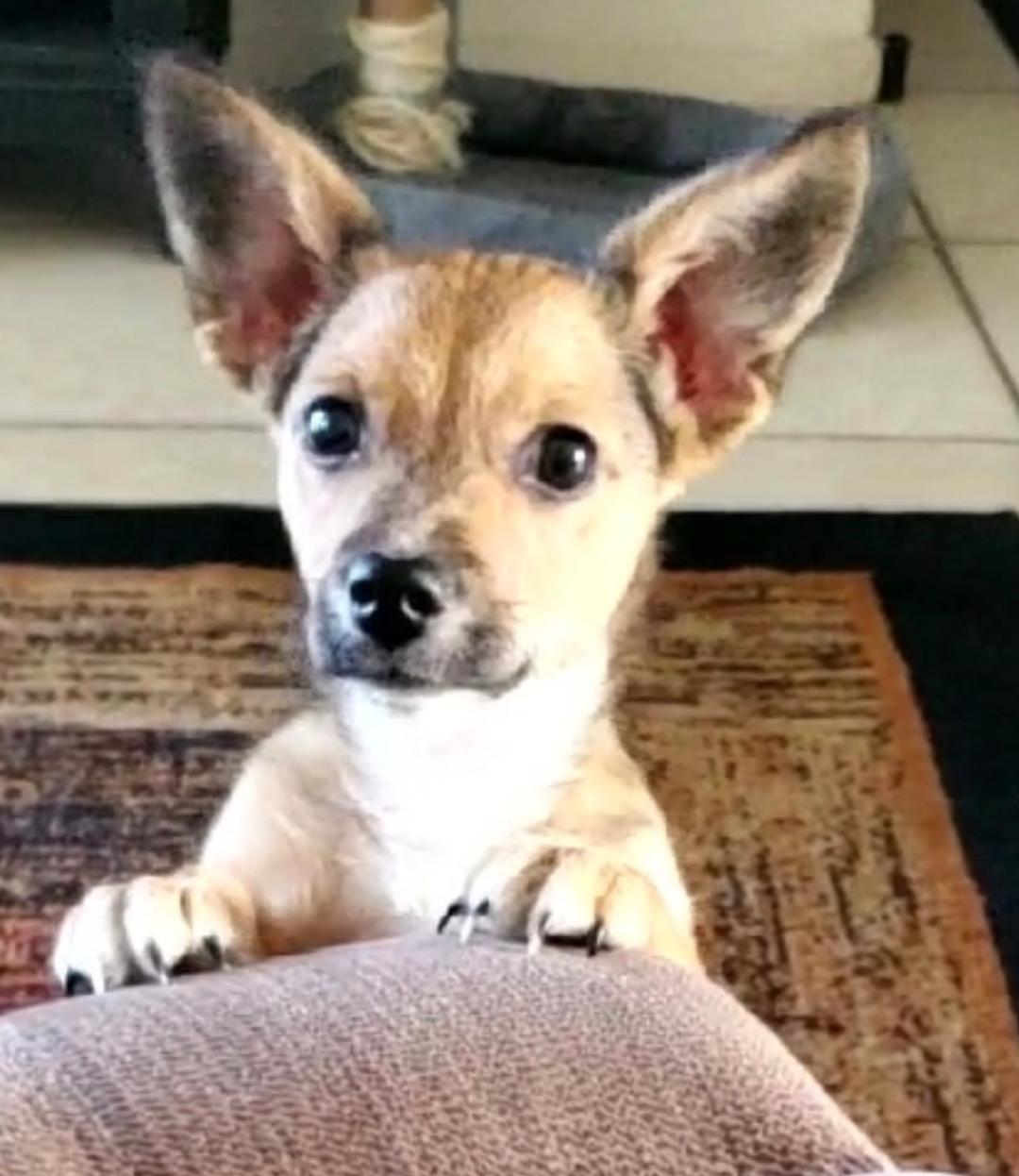 Puppy Arlo  -  So Ca Image