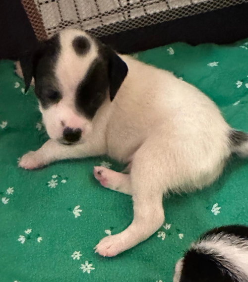 Puppy Woody  -   Las Vegas, an adoptable Chihuahua in Los Angeles, CA