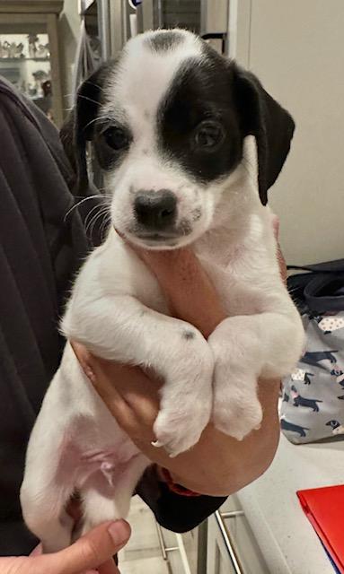 Puppy Woody  -   Las Vegas, an adoptable Chihuahua in Los Angeles, CA