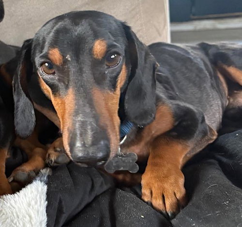 Brian  -   So Ca, an adoptable Dachshund in Los Angeles, CA