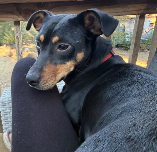 Brie  -  So Ca, an adoptable Dachshund in Los Angeles, CA
