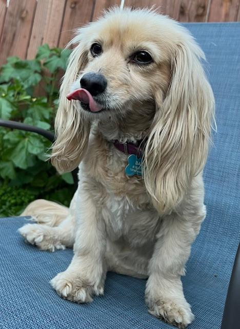 Bailey  -  So Ca, an adoptable Dachshund in Los Angeles, CA