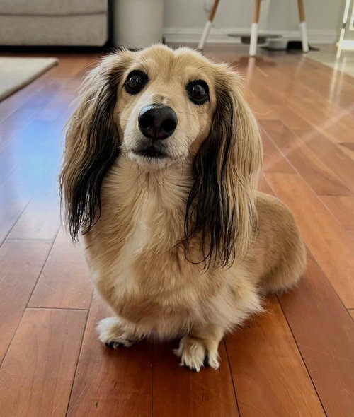 Milo  -   So Ca, an adoptable Dachshund in Los Angeles, CA