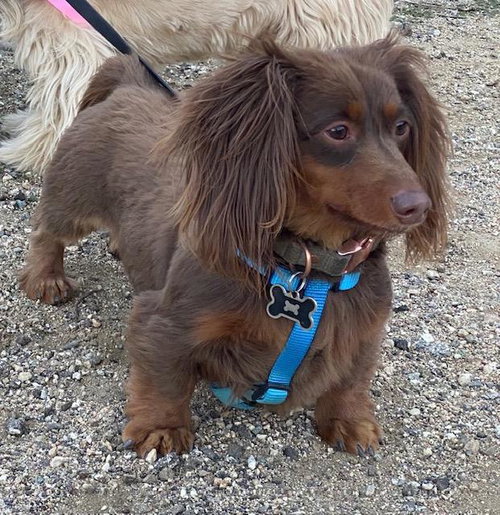 Jack  -   So Ca, an adoptable Dachshund in Los Angeles, CA