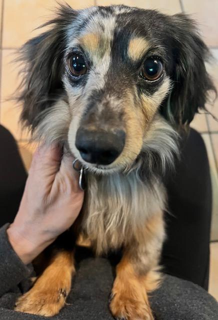 Ollie   -   So Ca, an adoptable Dachshund in Los Angeles, CA