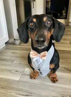 Marcus - Dachshund
