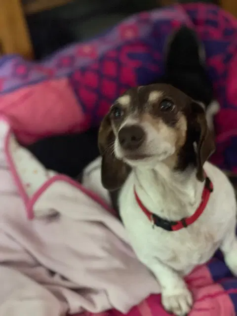 Snuggles San Diego Bonded With Baby - Dachshund