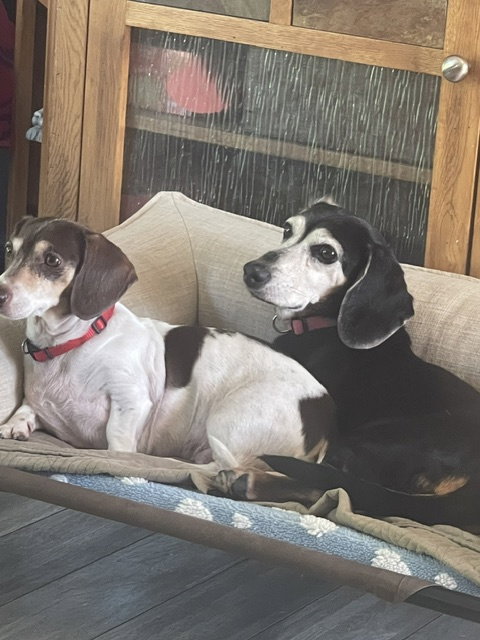 Snuggles San Diego  (bonded with Baby)