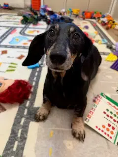 Winnie Oc - Dachshund