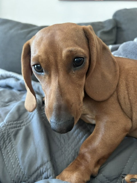 Maddie San Diego