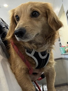 Airbud , Sylmar