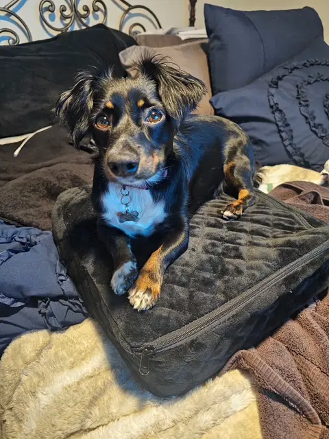 London - Dachshund