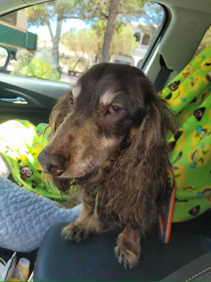 Cooper - Las Vegas - Dachshund