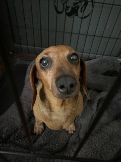 Daisy