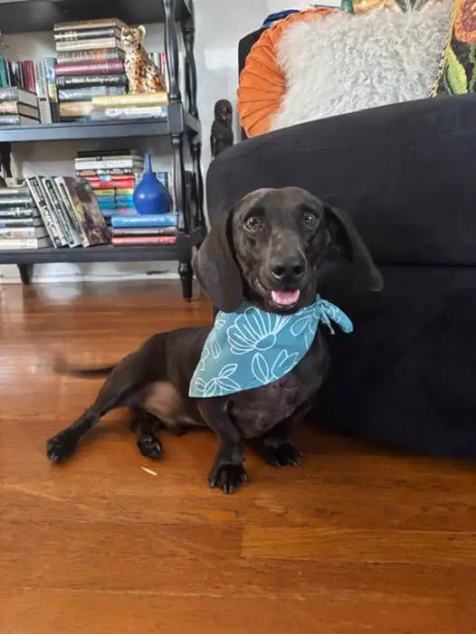 Oliver - Oc - Dachshund