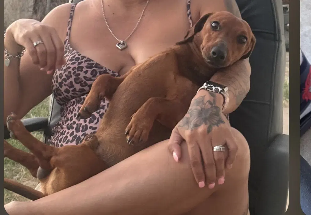 Red Milo - Temecula - Dachshund