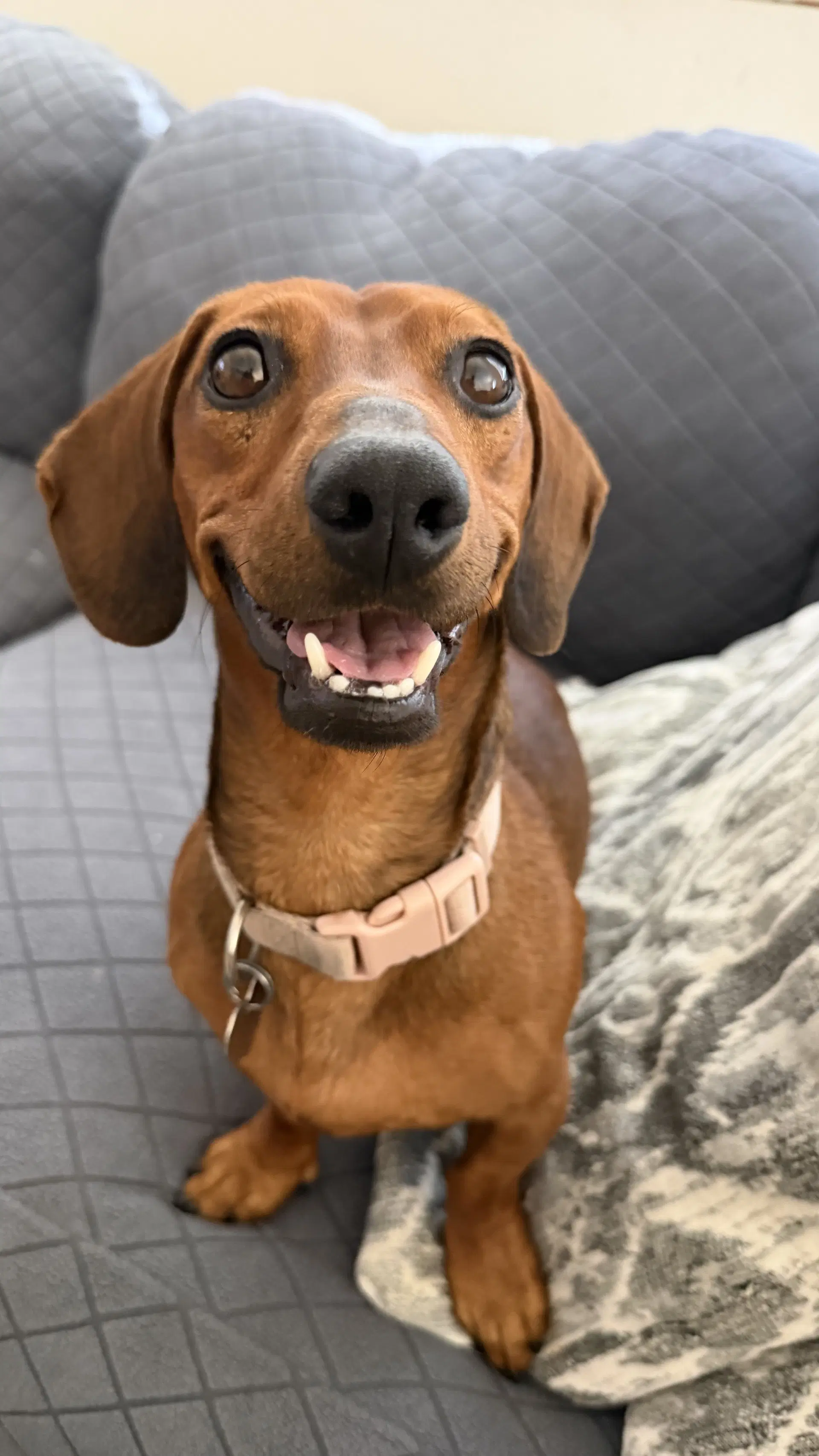 Red Milo - Temecula - Dachshund
