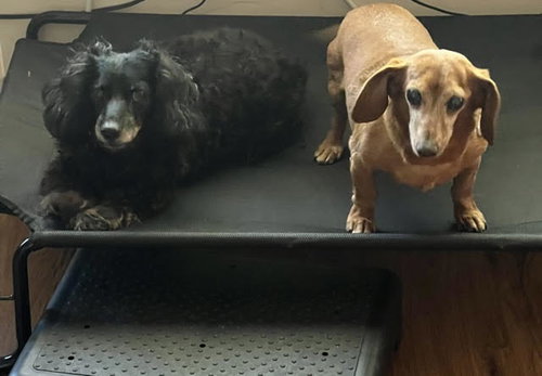 Frankie bonded with Harley - San Diego, photo 2