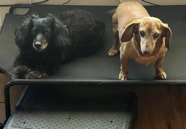 Harley Bonded With Frankie - San Diego image 2