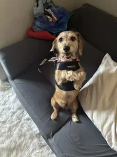 Peaches - South Bay La - Dachshund